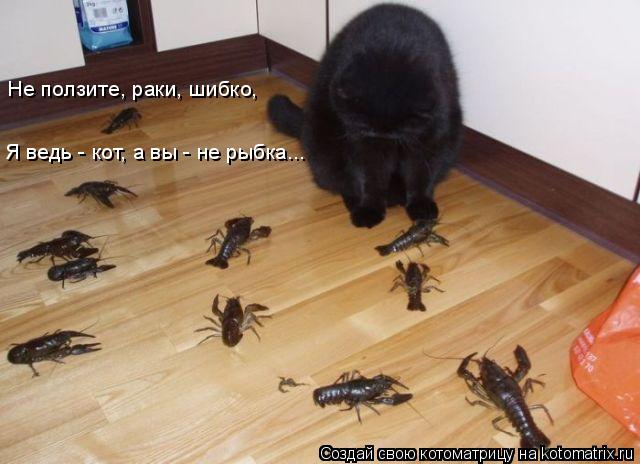 Не ползите, раки, шибко, Я ведь - кот, а вы - не рыбка...... Котоматрица: Не ползите, раки, шибко, Я ведь - кот, а вы - не рыбка...