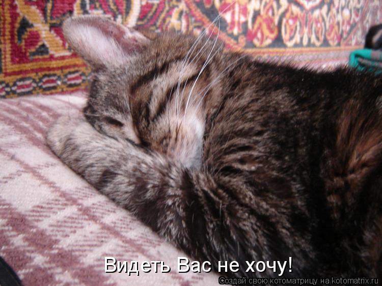 Видеть Вас не хочу!... Котоматрица: Видеть Вас не хочу!