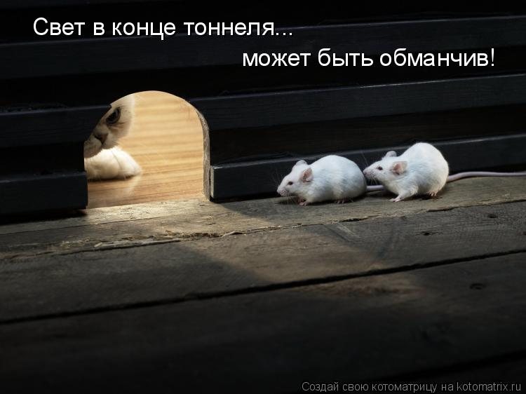 Свет в конце тоннеля... может быть обманчив!... Котоматрица: Свет в конце тоннеля... может быть обманчив!