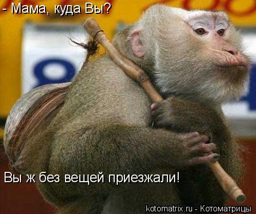 Котоматрица: - Мама, куда Вы?  Вы ж без вещей приезжали!