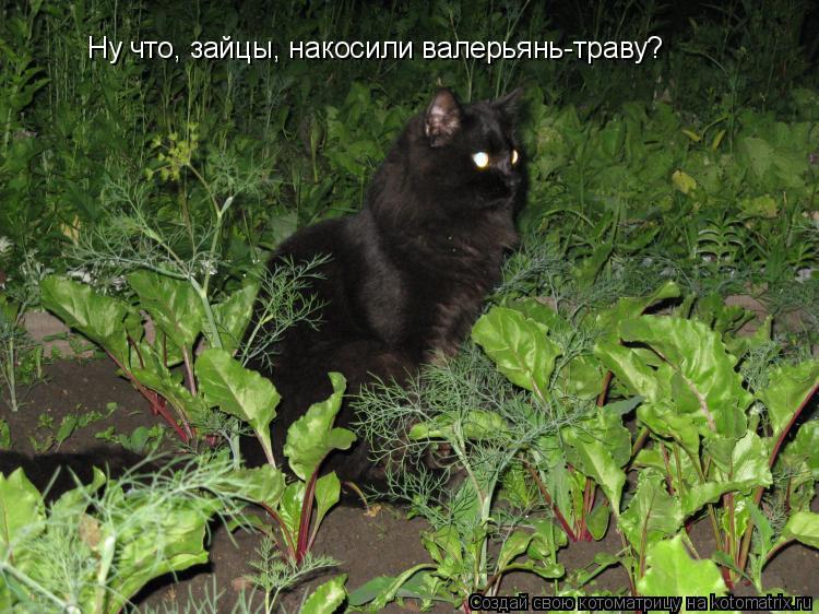 Котоматрица: Ну что, зайцы, накосили валерьянь-траву?