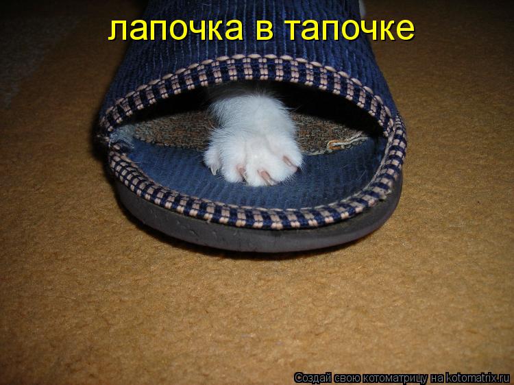 Котоматрица: лапочка в тапочке