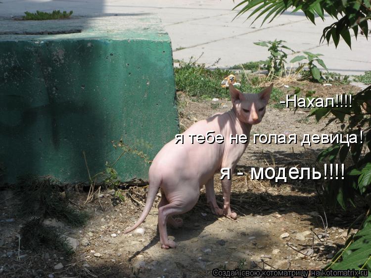 Котоматрица: -Нахал!!!!  я тебе не голая девица!  я - модель!!!!