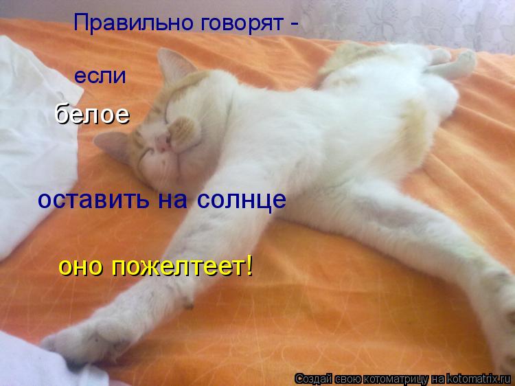 Котоматрица: Правильно говорят - если  белое оставить на солнце оно пожелтеет!
