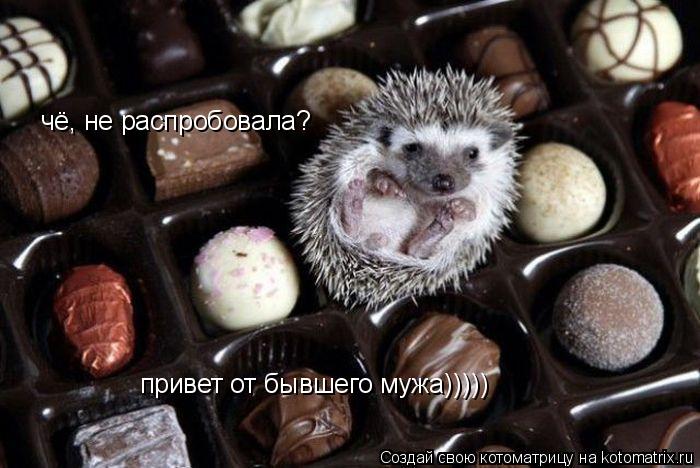 Котоматрица: чё, не распробовала?  привет от бывшего мужа)))))