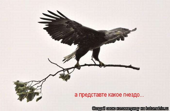 Котоматрица: а представте какое гнездо...