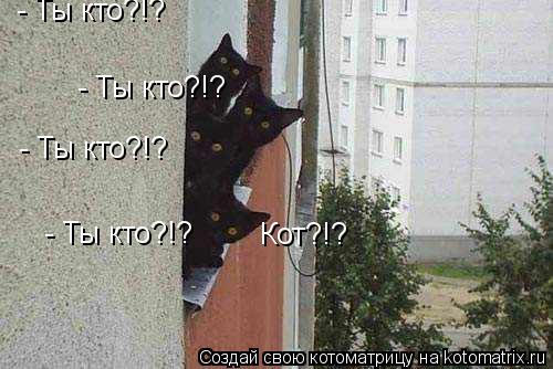 Котоматрица: - Ты кто?!? - Ты кто?!? - Ты кто?!? - Ты кто?!? Кот?!?