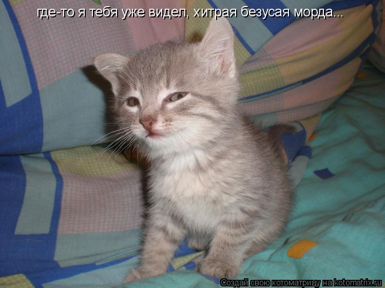Котоматрица: где-то я тебя уже видел, хитрая безусая морда...