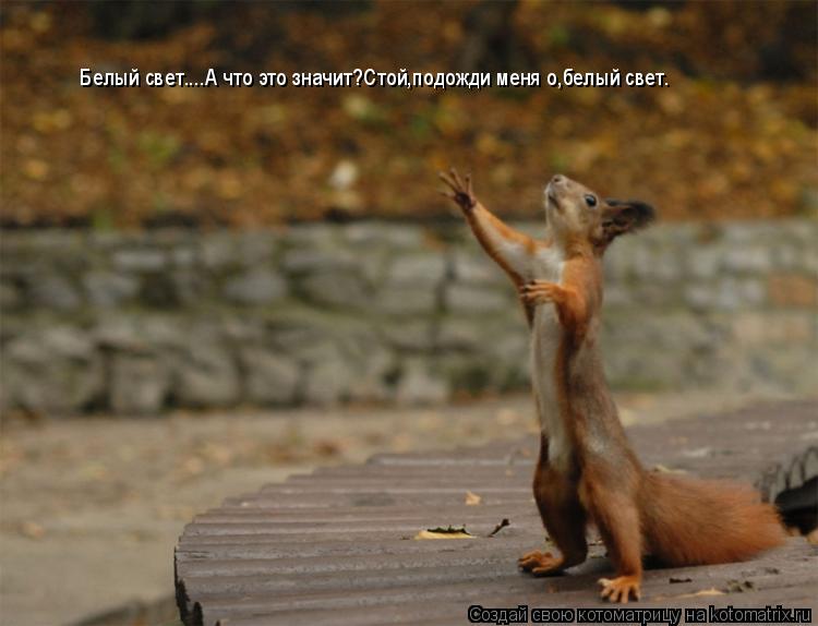 Котоматрица: Белый свет....А что это значит?Стой,подожди меня о,белый свет.