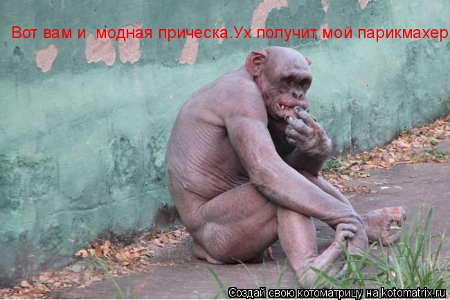 Котоматрица: Вот вам и  модная прическа.Ух получит мой парикмахер