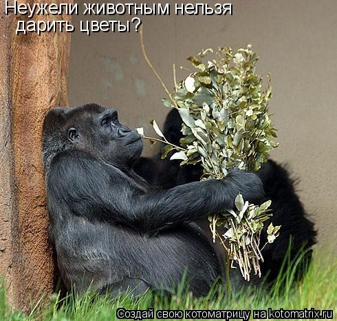 Котоматрица: Неужели животным нельзя дарить цветы?