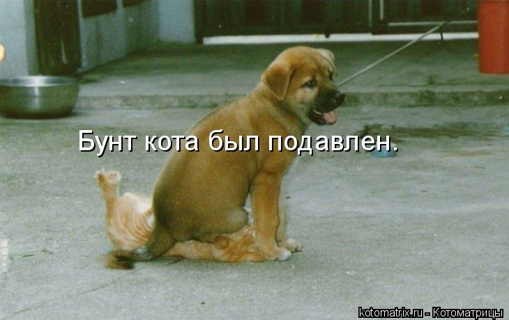 Котоматрица: Бунт кота был подавлен.