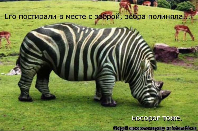 Котоматрица: Его постирали в месте с зеброй, зебра полиняла... носорог тоже.