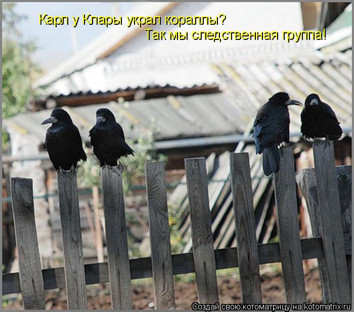 Котоматрица: Карл у Клары украл кораллы? Так мы следственная группа!