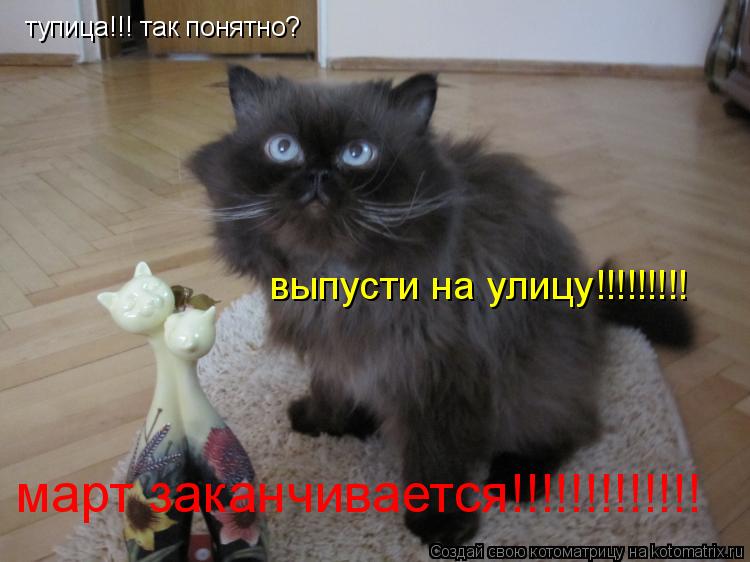 Котоматрица: март заканчивается!!!!!!!!!!!!! тупица!!! так понятно? выпусти на улицу!!!!!!!!!