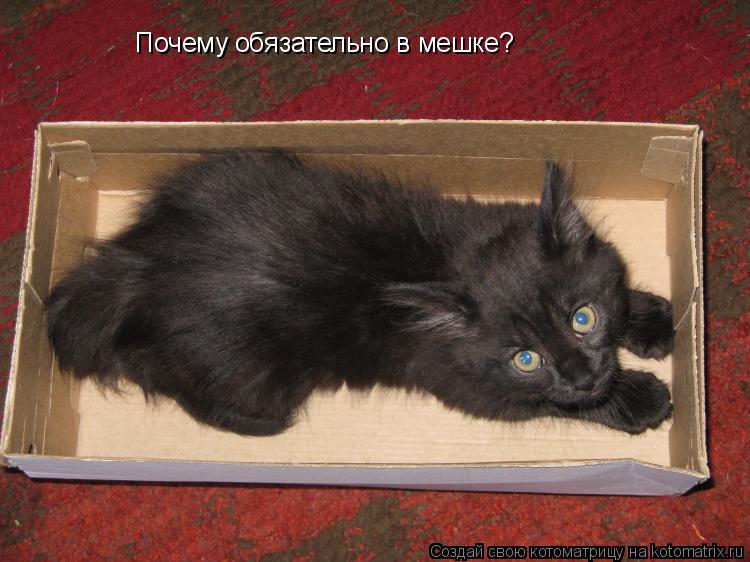 Котоматрица: Почему обязательно в мешке?