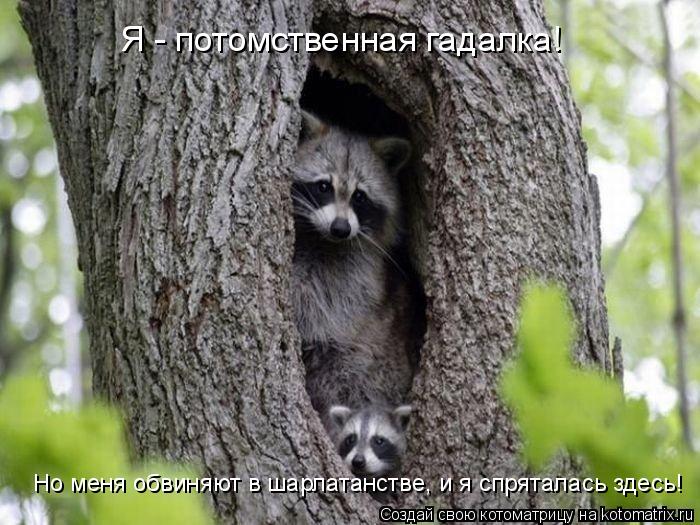 Котоматрица: Я - потомственная гадалка! Но меня обвиняют в шарлатанстве, и я спряталась здесь!