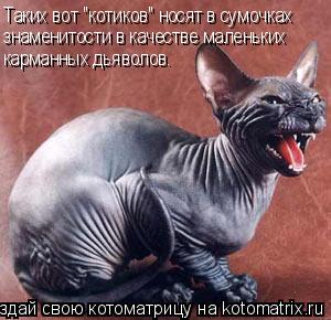 Котоматрица: Таких вот "котиков" носят в сумочках  знаменитости в качестве маленьких карманных дьяволов.