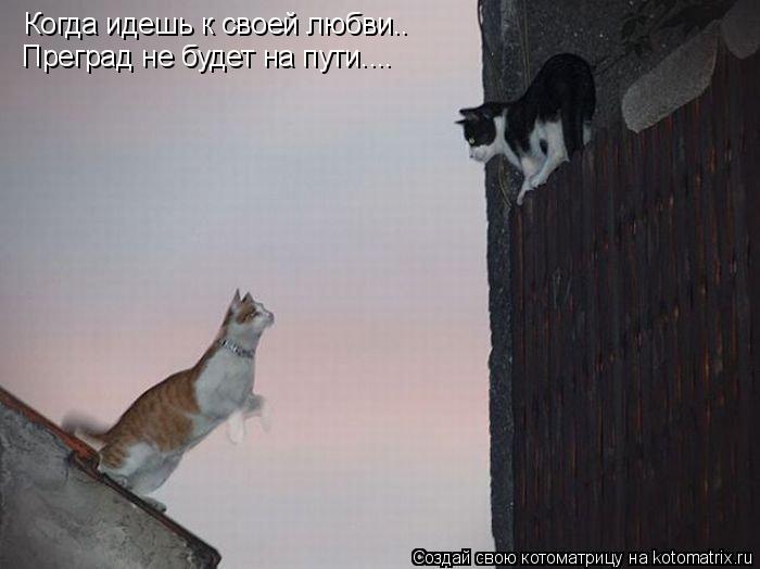 Котоматрица: Когда идешь к своей любви.. Преград не будет на пути....