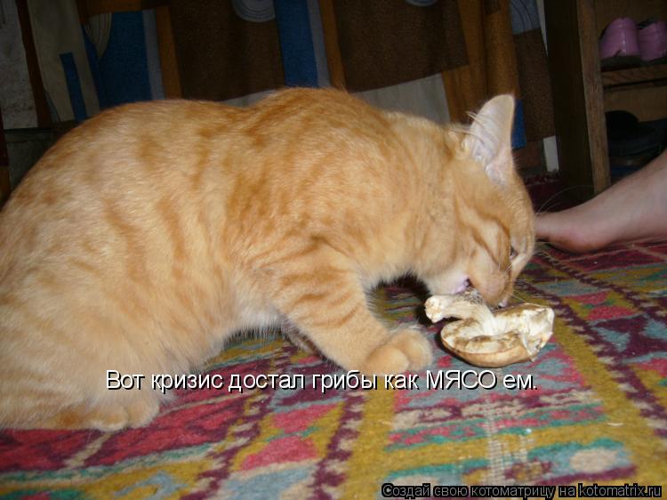 Котоматрица: Вот кризис достал грибы как МЯСО ем.