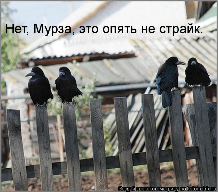 Котоматрица: Нет, Мурза, это опять не страйк.