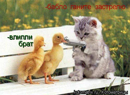 Котоматрица: -бабло  ганите  застрелю -влипли брат