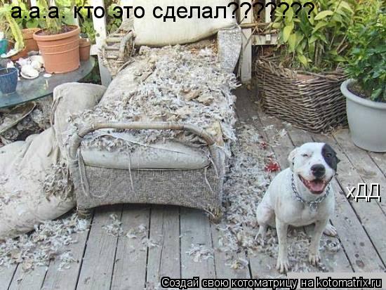 Котоматрица: хДД а.а.а. кто это сделал???????