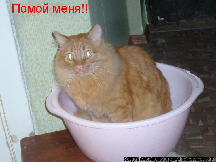 Котоматрица: Помой меня!!