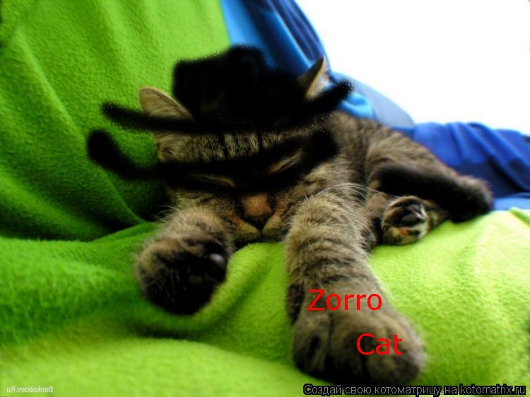 Котоматрица: Zorro Cat