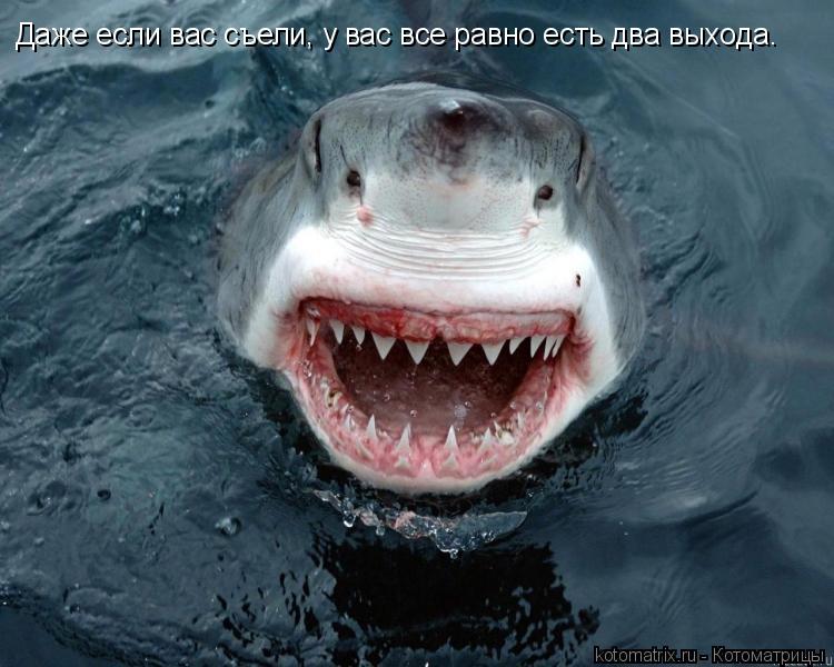 Котоматрица: Даже если вас съели, у вас все равно есть два выхода…