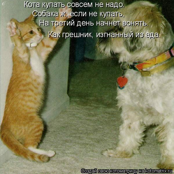 Котоматрица: Кота купать совсем не надо.  Собака ж, если не купать,  На третий день начнет вонять.  Как грешник, изгнанный из ада.