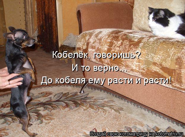 Кобелёк, говоришь? И то верно... До кобеля ему расти и расти!... Котоматрица: Кобелёк, говоришь? И то верно... До кобеля ему расти и расти!
