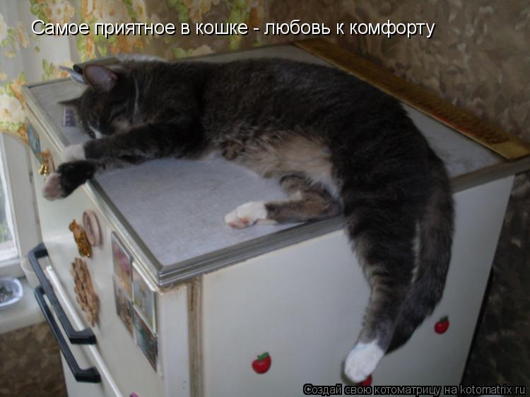 Самое приятное в кошке - любовь к комфорту... Котоматрица: Самое приятное в кошке - любовь к комфорту