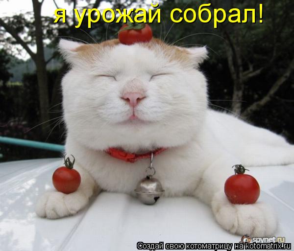 я урожай собрал!... Котоматрица: я урожай собрал!