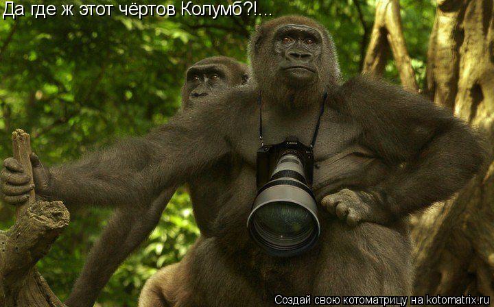 Котоматрица: Да где ж этот чёртов Колумб?!...