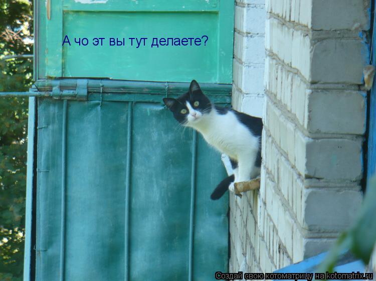 А чо эт вы тут делаете?... Котоматрица: А чо эт вы тут делаете?