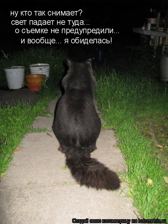 ну кто так снимает? свет падает не туда... о съемке не предупредили... и вообще... я обиделась!... Котоматрица: ну кто так снимает? свет падает не туда... о съемке не предупредили... и вообще... я обиделась!