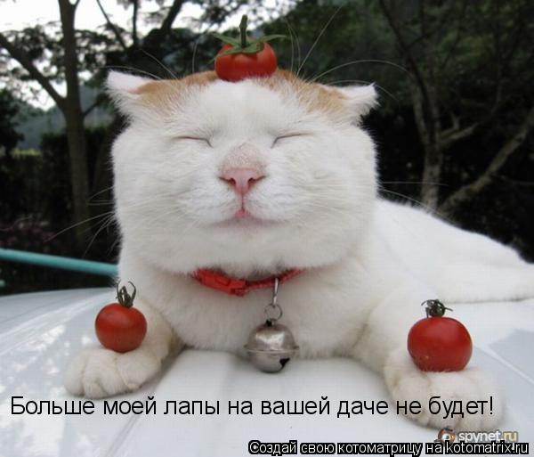 Больше моей лапы на вашей даче не будет!... Котоматрица: Больше моей лапы на вашей даче не будет!