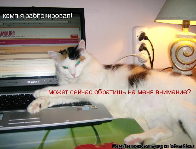 комп я заблокировал! может сейчас обратишь на меня внимание?... Котоматрица: комп я заблокировал! может сейчас обратишь на меня внимание?