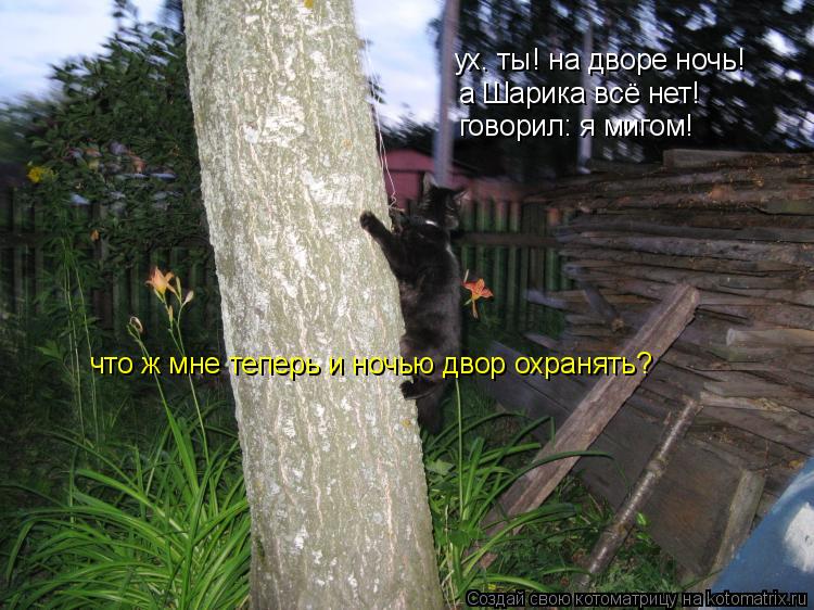 Котоматрица: ух. ты! на дворе ночь! а Шарика всё нет! говорил: я мигом! что ж мне теперь и ночью двор охранять?