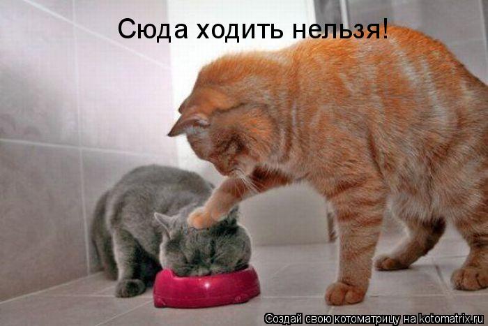 Котоматрица: Сюда ходить нельзя!