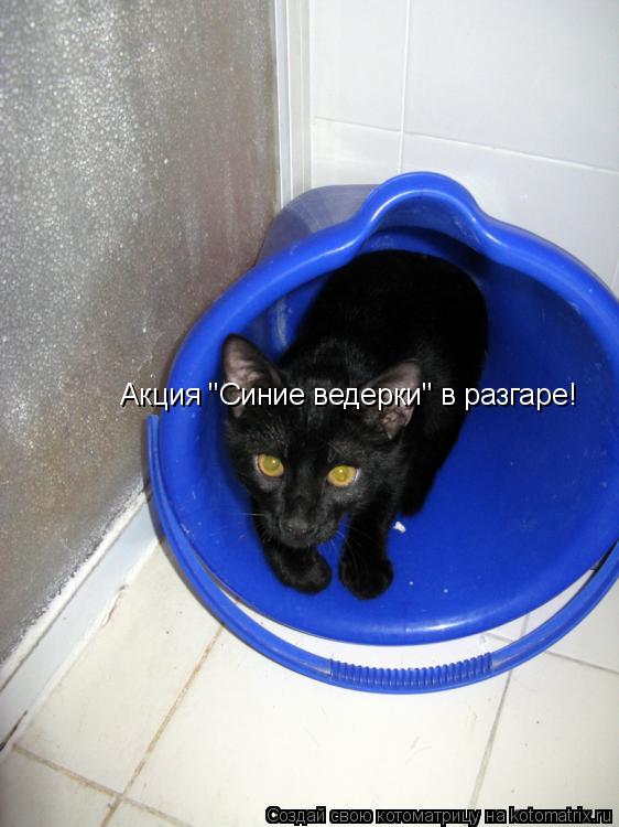 Котоматрица: Акция "Синие ведерки" в разгаре!