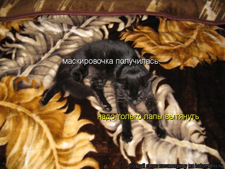 Котоматрица: маскировочка получилась. надо только лапы вытянуть