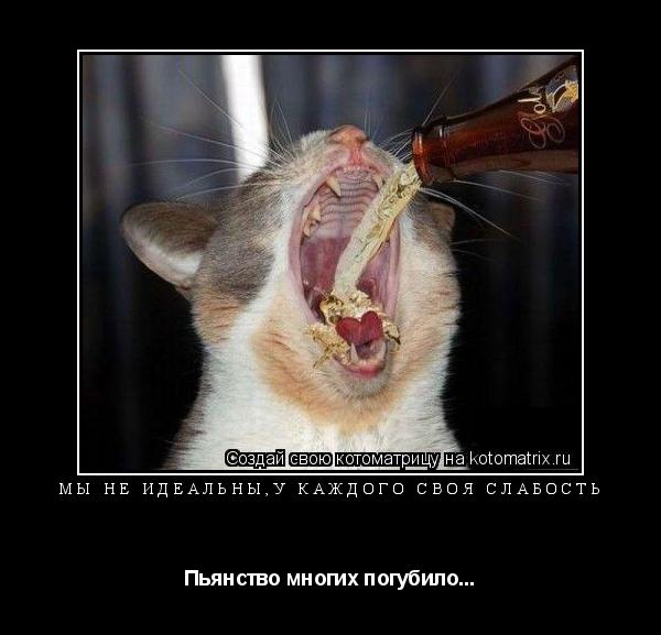 Котоматрица: Мы не идеальны,у каждого своя слабость Пьянство многих погубило...