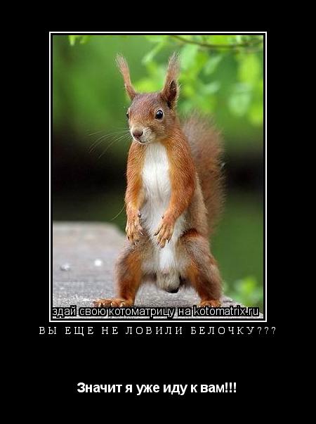 Котоматрица: ВЫ ЕЩЁ НЕ ЛОВИЛИ БЕЛОЧКУ??? Значит я уже иду к вам!!!