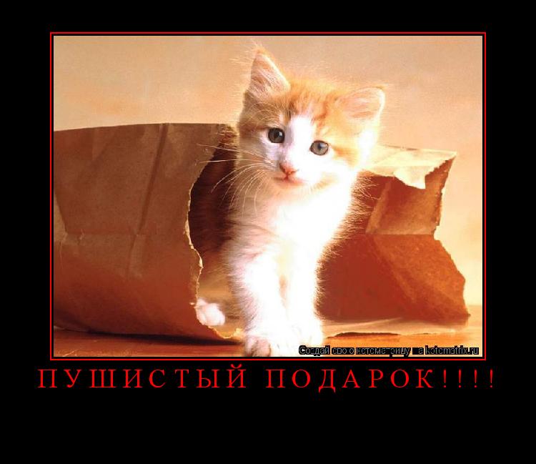 ПУШИСТЫЙ ПОДАРОК!!!! ... Котоматрица: ПУШИСТЫЙ ПОДАРОК!!!!