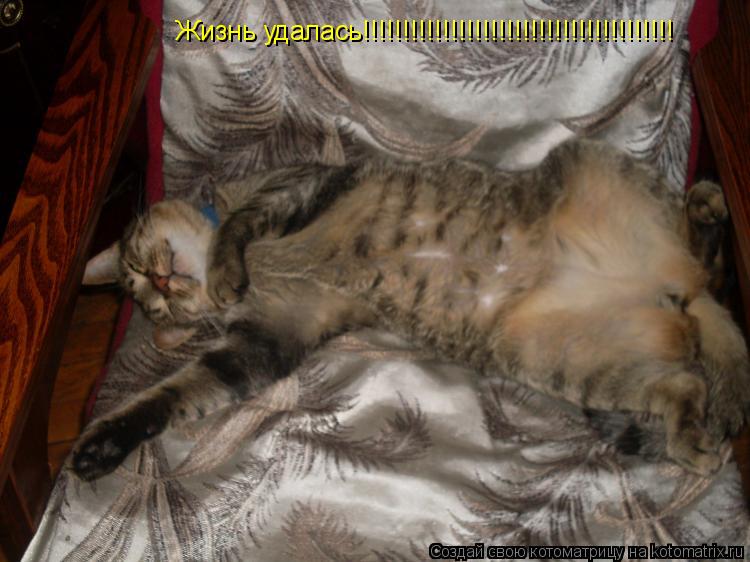 Котоматрица: Жизнь удалась!!!!!!!!!!!!!!!!!!!!!!!!!!!!!!!!!!!!!!!