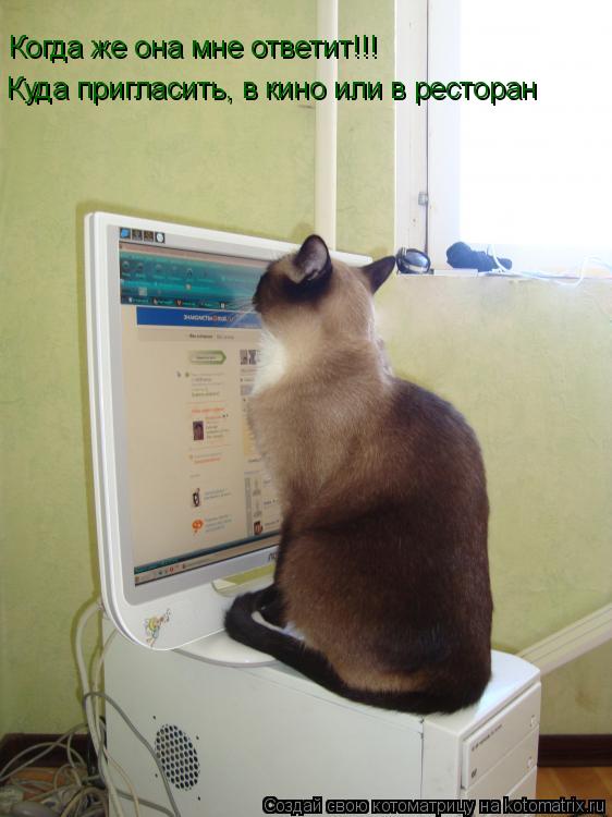 Котоматрица: Когда же она мне ответит!!!  Когда же она мне ответит!!!  Куда пригласить, в кино или в ресторан