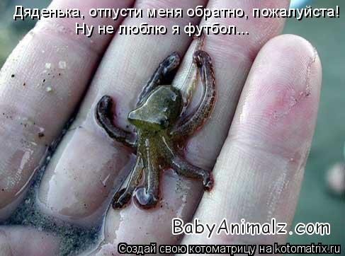 Котоматрица: Дяденька, отпусти меня обратно, пожалуйста! Ну не люблю я футбол...
