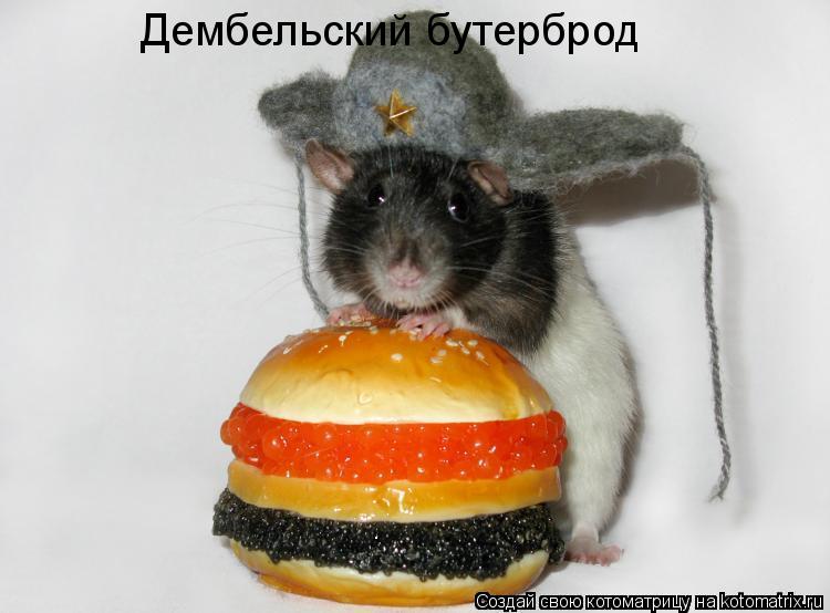 Дембельский бутерброд... Котоматрица: Дембельский бутерброд